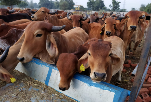 gausewa maharaja agarsen sewa trust